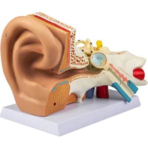 Vevor Human Ear Anatomy Model for $39 Vevor Human Ear Anatomy Model for $39
