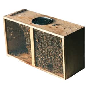 Harvest Lane 3-lb. Package of Live Italian Bees w/ Marked Queen for $180