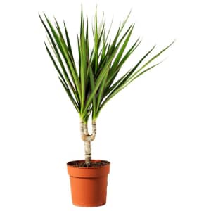 IKEA Dracaena Marginata Potted Plant for $2