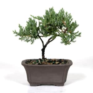 Brussel's Bonsai 6" Green Mound Juniper in Clay for $23