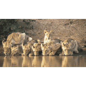 Luxe South African Safari Luxe South African Safari