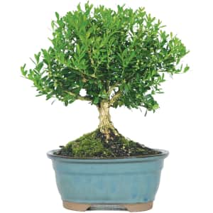 Brussel's Bonsai Live Harland Boxwood Outdoor Bonsai Tree for $26 Brussel's Bonsai Live Harland Boxwood Outdoor Bonsai Tree for $26