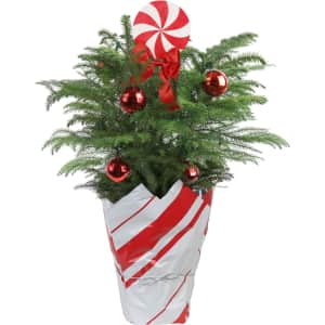 Costa Farms Norfolk Pine Small Christmas Tree for $19