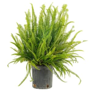 House Plant Sale at Lowe's: Up to 60% off