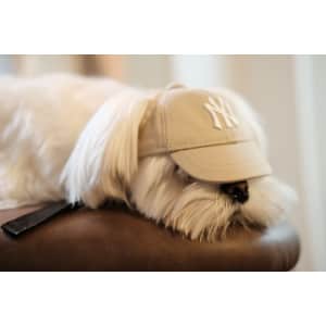 Dog Baseball Cap for $24