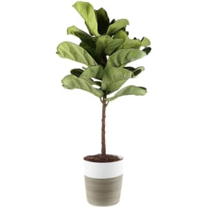 Mother's Day Indoor Plant Sale at Home Depot: Up to $20 off