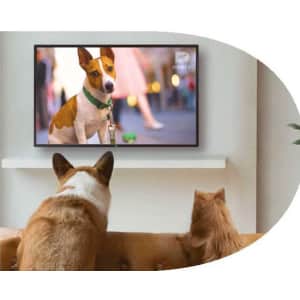 DogTV 24/7 Dog TV Channel: Free 1-month trial