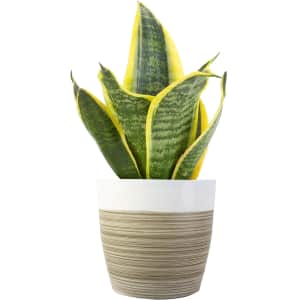 Costa Farms Live Plants at Amazon. We've pictured the Costa Farms 8"Snake Plant for $13, it's $8 off.