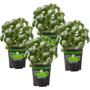 Bonnie Plants Sweet Basil Live Herb Plants 4-Pack for $17