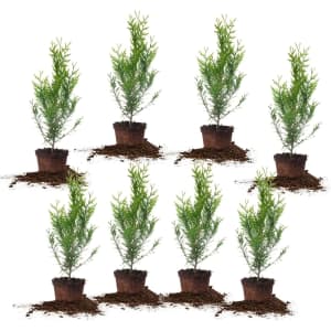 Perfect Plants Thuja Green Giant 1-2ft. Tall Plant 8-Pack for $80