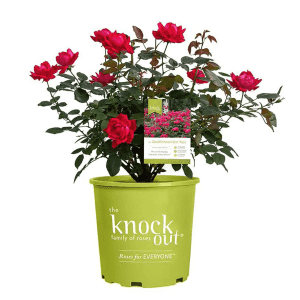 Knock Out 1-Gallon Double Rose Bush: 1 Gal. for $20, 2-Gal. for $28