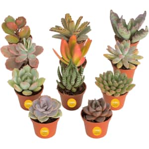 Costa Farms Mini Succulents 11-Pack for $24