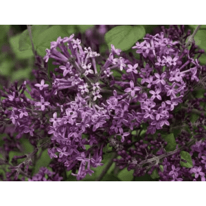 Outdoor Plants at Home Depot: 15% off