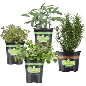 Bonnie Plants Herb Garden 4-Pack for $20