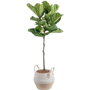 House Plants at Lowe's: Up to 55% off