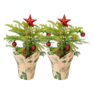 Costa Farms 12" Norfolk Island Pine 2-Pack for $22 Costa Farms 12" Norfolk Island Pine 2-Pack for $22
