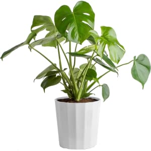 Costa Farms Monstera Swiss Cheese Plant for $29