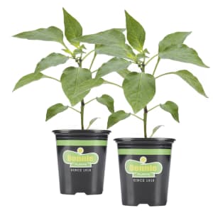 Bonnie Plants 19.3-oz. Jalapeno Pepper 2-Pack for $8 Bonnie Plants 19.3-oz. Jalapeno Pepper 2-Pack for $8