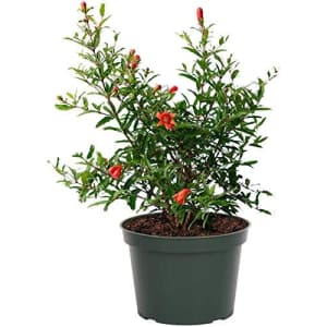 American Plant Exchange Live Miniature Pomegranate Plant for $23