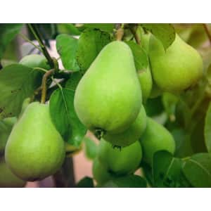 Online Orchards Dwarf D'Anjou Pear Tree Bare Root for $23 Online Orchards Dwarf D'Anjou Pear Tree Bare Root for $23