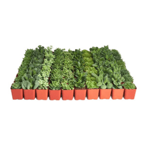 Verde 2" Mini Succulent Multipacks at 1-800-Flowers: from $14