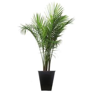 Costa Farms 40" Majesty Palm Tree for $40