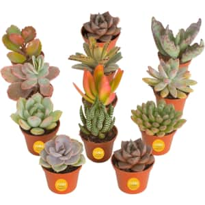 Costa Farms Live Plants at Amazon: Up to 30% off