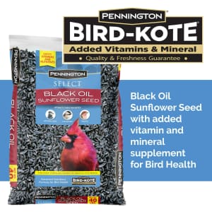 Pennington Select Black Oil Sunflower Seed Dry Wild Bird Feed 40-lb. Bag for $20
