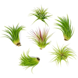 Plants for Pets Tropical Tillandsia Low Air Plant 6-Pack for $14 Plants for Pets Tropical Tillandsia Low Air Plant 6-Pack for $14