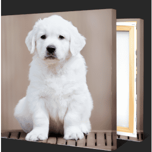 12" x 12" Canvas Print 2-Pack from Canvas Champ for $19 12" x 12" Canvas Print 2-Pack from Canvas Champ for $19