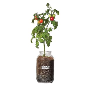 Back to the Roots Organic Tomato Grow Kit for $12