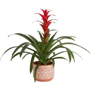Costa Farms Live Plants at Amazon: Up to 34% off