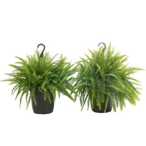 Lowe's Spring into Deals Plant Sale: Up to 50% off