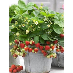 100+ Wild Strawberry Seeds at Amazon: for $4