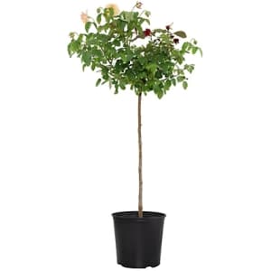 Ornamental and Fruit Trees and Bushes at Tractor Supply Co.: Up to 20% off