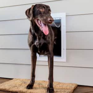 PetSafe Large Wall Entry Plastic Pet Door for $81 PetSafe Large Wall Entry Plastic Pet Door for $81