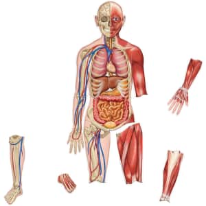 Learning Resources 3-Foot Double-Sided Magnetic Human Body: $20 Learning Resources 3-Foot Double-Sided Magnetic Human Body: $20