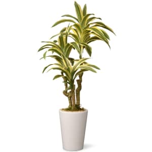 National Tree Company 21" Artificial Dracaena w/ Ceramic Pot for $31 National Tree Company 21" Artificial Dracaena w/ Ceramic Pot for $31
