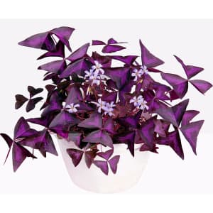Oxalis Triangularis Purple Shamrocks 20 Bulbs for $10