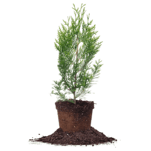 Perfect Plants Thuja Green Giant 1-2ft. Tall Plant 8-Pack. You'd pay twice this price for a 10-pack elsewhere.