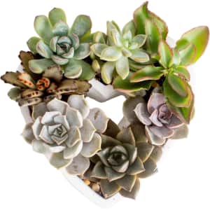 Costa Farms Succulent Gift Collection for $25