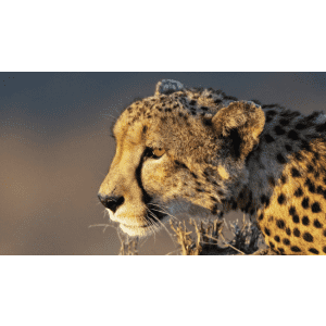 9-day Luxe South African Safari & Cape Town Vacation 9-day Luxe South African Safari & Cape Town Vacation