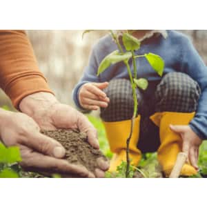 10 Tree Seedlings: free w/ $12 donation to Arbor Day Foundation