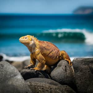 10-Night Ecuador, Galapagos, and Amazon Flight, Hotel, and Tour Vacation at Exoticca: for $1,799 per person
