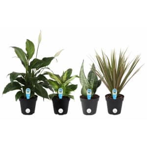 Home Depot Labor Day Plants Sale: Up to 34% off