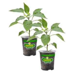 Bonnie Plants 19-oz. Hot Jalapeno Pepper Plant 2-Pack for $12