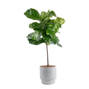 Costa Farms Live Indoor 3-4-ft. Fiddle Leaf Fig for $57