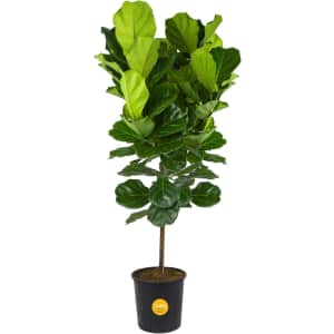 Costa Farms Plants Spring Sale at Amazon: Up to 31% off