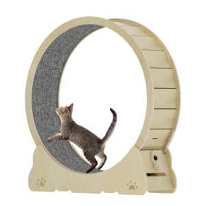 Cat Exercise Wheel for $95