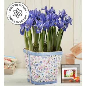 1-800-Flowers Spring Bulb Event: Up to 15% off
